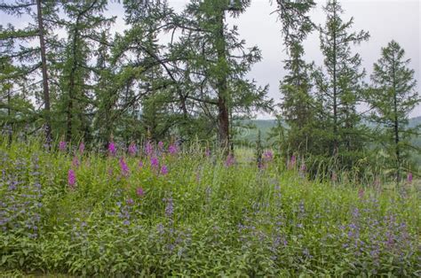 Taiga With Medicinal Plant Willow Herb In Russia Stock Photo Image Of