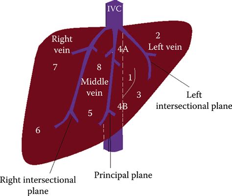 Liver Radiology Key