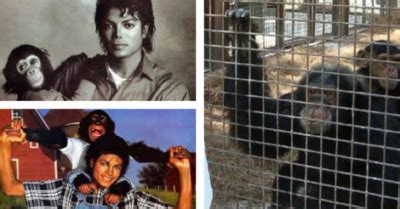 Whatever Happened To Michael Jackson S Chimp Bubbles