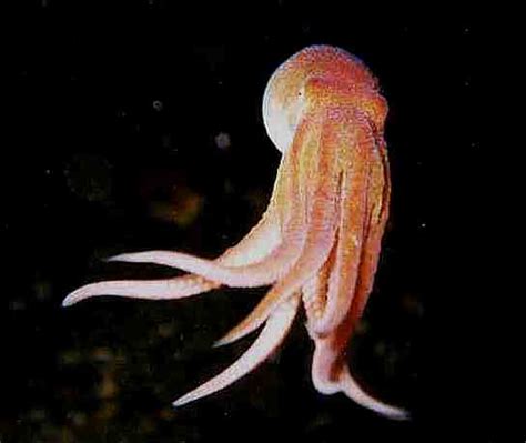 Octopus Facts Here Are Some Interesting Ones