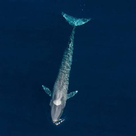 الثدييات الأعلى ، وهي الفترة الزمنية ، هي الحيتان الزرقاء التي يمكن أن. الحوت الازرق