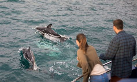 Dolphin Encounter In Kaikōura Great Journeys Nz