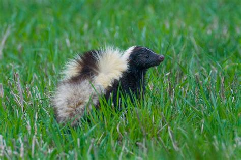 Can Baby Skunks Spray Wildlife Tips Wildside Wildlife