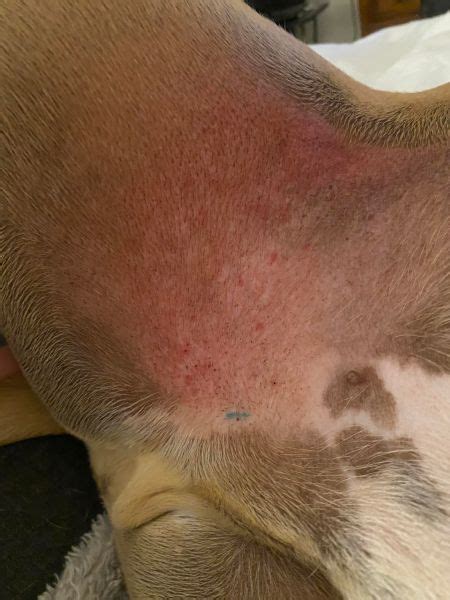 Male Pitbull With Rash In Groin Area Vet Help Direct