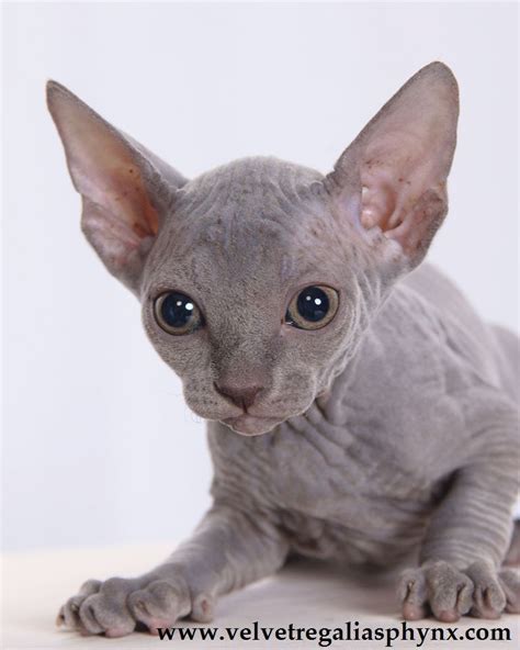 Blue Sphynx Kitten Кошки Сфинкс Кунья