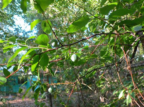 More plant for your money! The Florida native Flatwoods Plum. Fruit. Florida Native ...