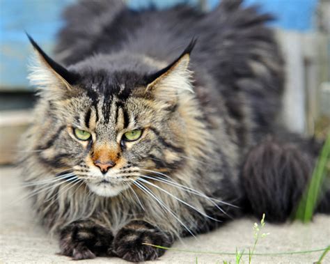 State Cat Maine Coon Cat Maine Secretary Of State Kids Page