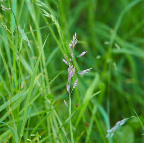 Green Grass Seed Tall Fescue Festuca Arundinacea Lawn Field Turf Seeds