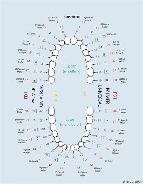 Palmer Tooth Numbering System