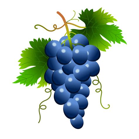 Blue grapes 1920x1920 | Grapes, Growing grapes, Grapevine ...