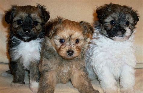 Pomapoo Puppies For Sale Coalville Leicestershire
