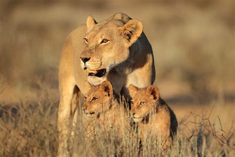 Mother Lion With Two Cubs Leo Lion Lion Cub Rhino Africa Lioness And