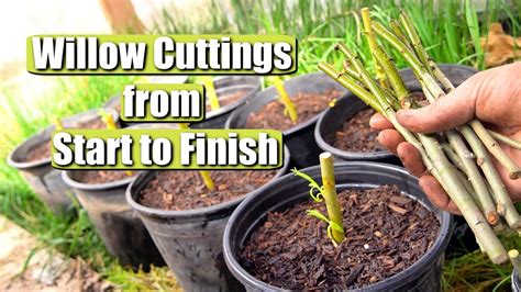 Complete Guide On Propagating And Growing Willow Tree Cuttings Start To
