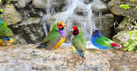 Gouldian Finch Animal Pictures A Z Animals