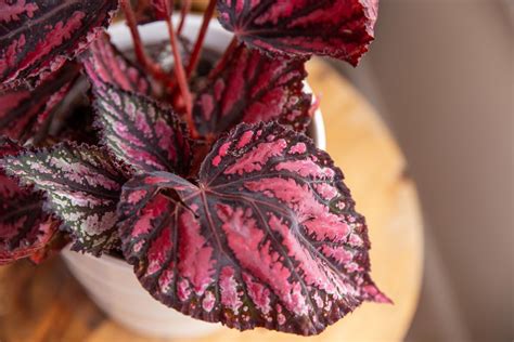 Rex Begonias Plant Care And Growing Guide