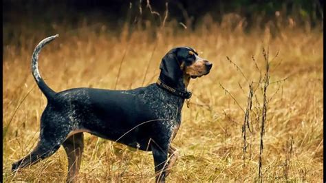 Bluetick Coonhound Dog Breed Info Guide And Care