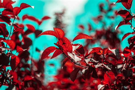 Branches Leaves Red Plant Hd Wallpaper Peakpx