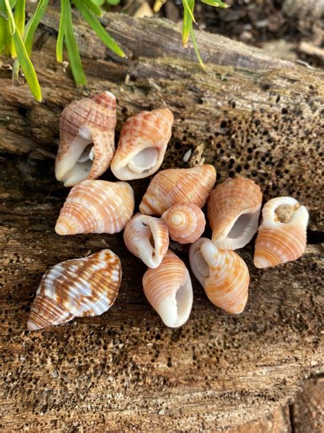 15 Common Dove Snail Seashells From Palm Beach Florida Schnecken