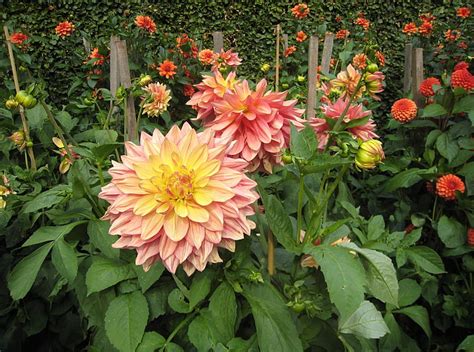 Hd Wallpaper Pink And Yellow Dahlia Flowers Dahlias Flowerbed