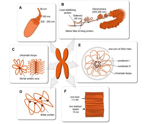 Models Of Mitotic Chromosome Folding A Hierarchical Helical Folding