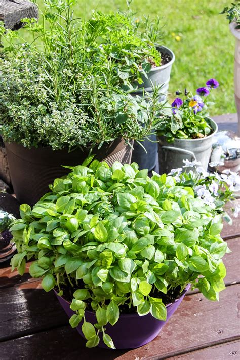 How To Plant A Container Herb Garden A Pretty Life In The Suburbs