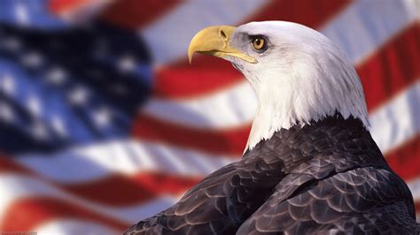 43 Patriotic Bald Eagle Wallpaper