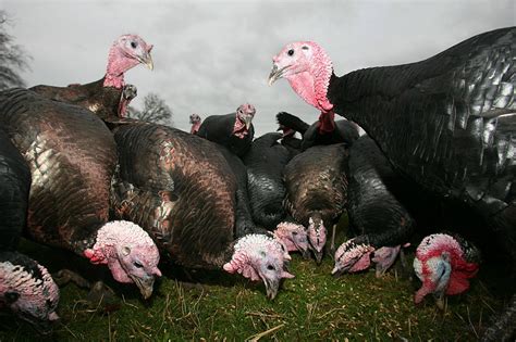 Wyoming's Biggest Turkey Weighed 57 Pounds