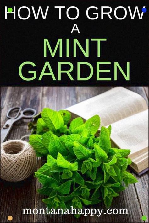 How To Grow A Mint Garden Will Teach You How To Add This Amazing Herb