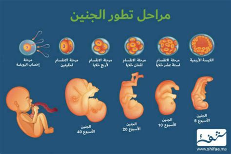 بحث عن مراحل نمو الجنين pdf