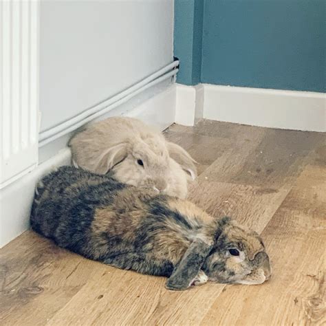 He was diagnosed with autism when he was three and the condition has given him a unique viewpoint on the world. Fed up of the lockdown already 😴🐰 : Rabbits