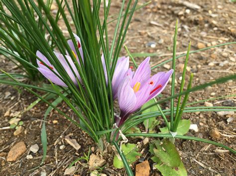 Crocus à Safran Le Potager Ornemental De Catherine