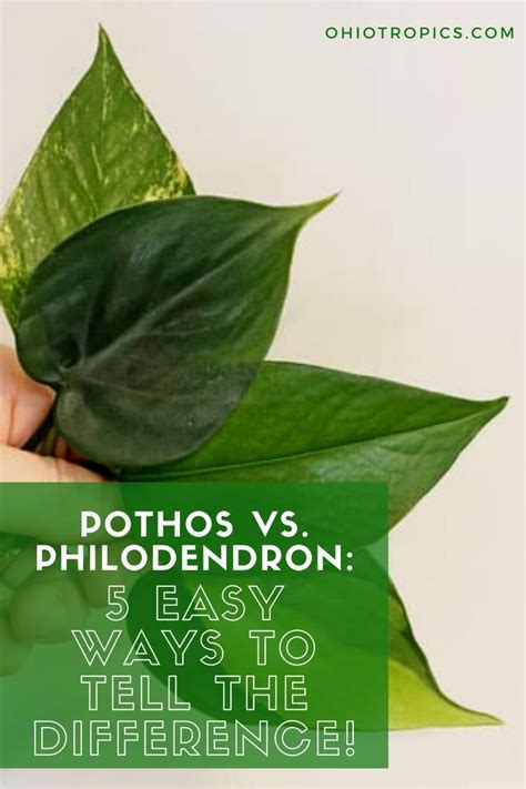 Pothos (epipremnum aureum), also known as devil's ivy, is one of the easiest houseplants to grow. The differences between Pothos and a Philodendron ...