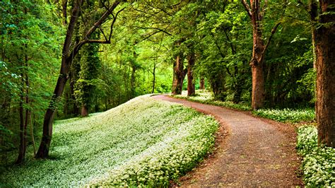 Enchanted Floral Path Hd Wallpaper