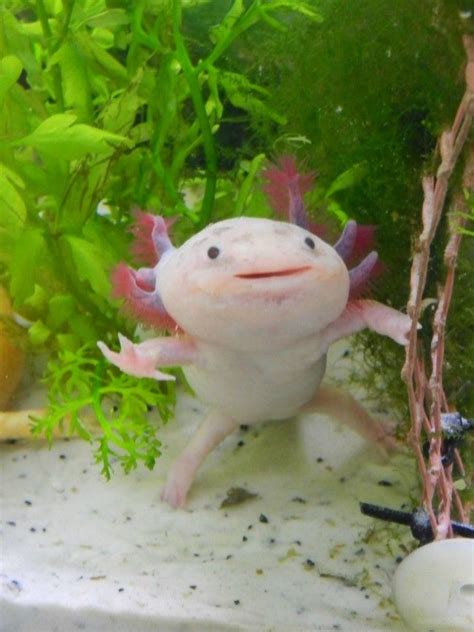 Baby Cute Beautiful Axolotl Cuteanimals