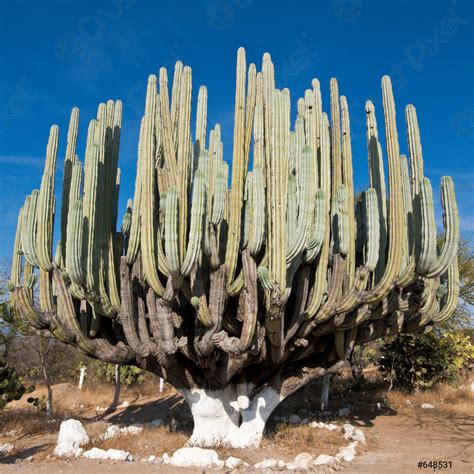 Giant Cactus In Mexico Stock Photo 648531 Crushpixel