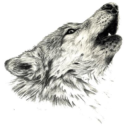 wolf howl - Google Search | Wolf sketch, Howl drawing, Wolf howling