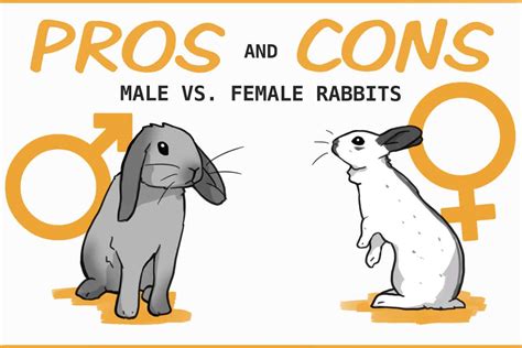 pros and cons of neutering a rabbit