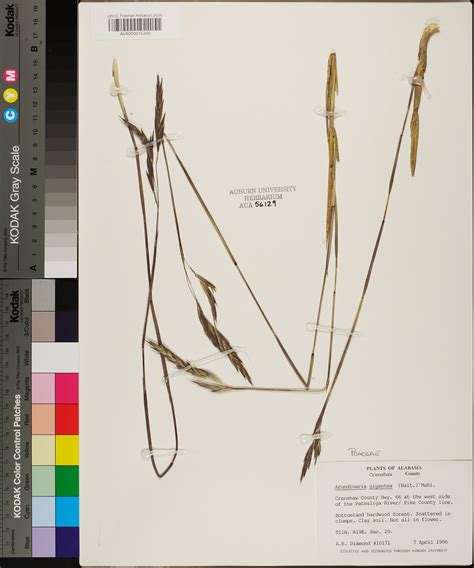 Deze rechte en zeer stevige kloon mag blijven. Arundinaria gigantea - Species Page - APA: Alabama Plant Atlas