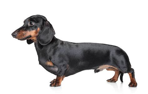 Best Dachshund Dog Side View Profile Stock Photos Pictures And Royalty