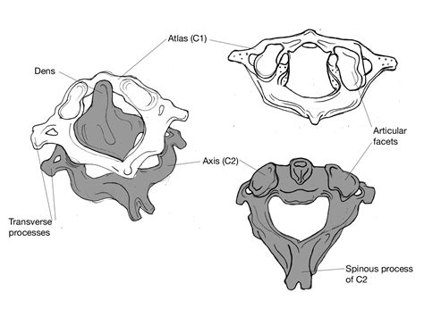 Atlas First Cervical Vertebra Holds Up The Skull And Articulates With
