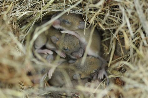 One body was even fairly fresh, killed recently by an unknown foe. Mouse Facts: How Many Baby Mice are in a Litter?