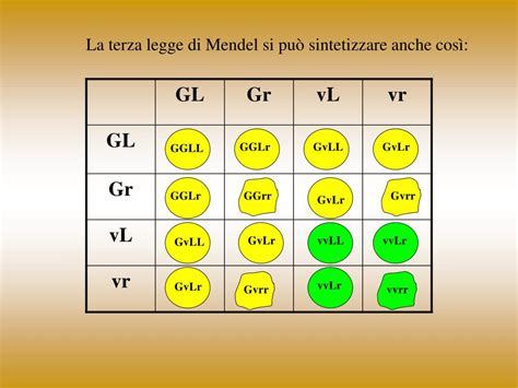 Ppt Le Leggi Di Mendel Powerpoint Presentation Free Download Id846797