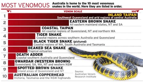 Top 10 Most Venomous Snakes In The World Top 10 Most
