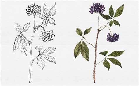 Custom Botanical Illustrations And Original Plant Drawings — Botanical