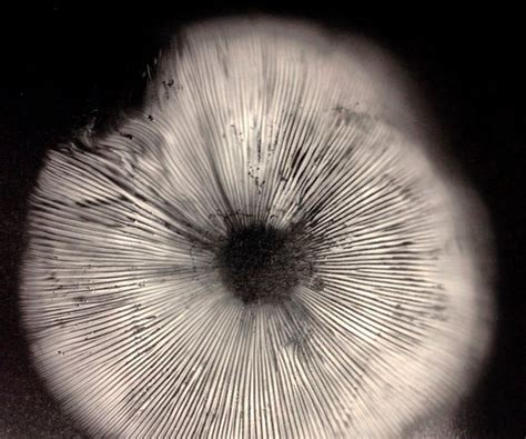 Mushroom Spore Prints 5 Steps With Pictures Instructables