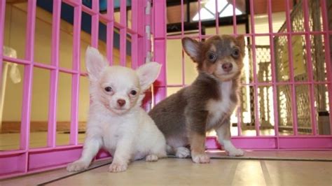 I have the same problem with my long hair miniature teacup chihuahua. Gorgeous Teacup, Blue & Tan, Short Hair, Chihuahua Puppies ...