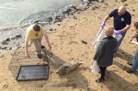 Video Stranded Seal Pup Rescued From Beach At Margate Harbour By