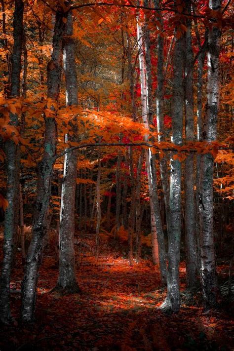 Mystical Forest Mystical Forest Fall Pictures Autumn Trees