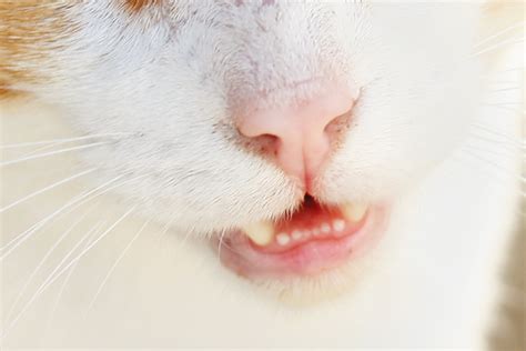 Do the same tooth and gum exam on the front teeth and again on the other side of the mouth. Cat Front Teeth Cute - Cat's Blog