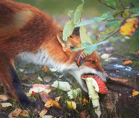 Witching Time Fox Eat Fox Red Fox